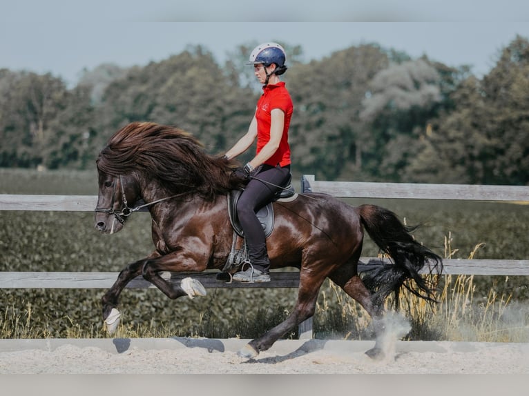 Icelandic Horse Stallion 11 years 14.1 hh Black in Taufkirchen/Trattnach