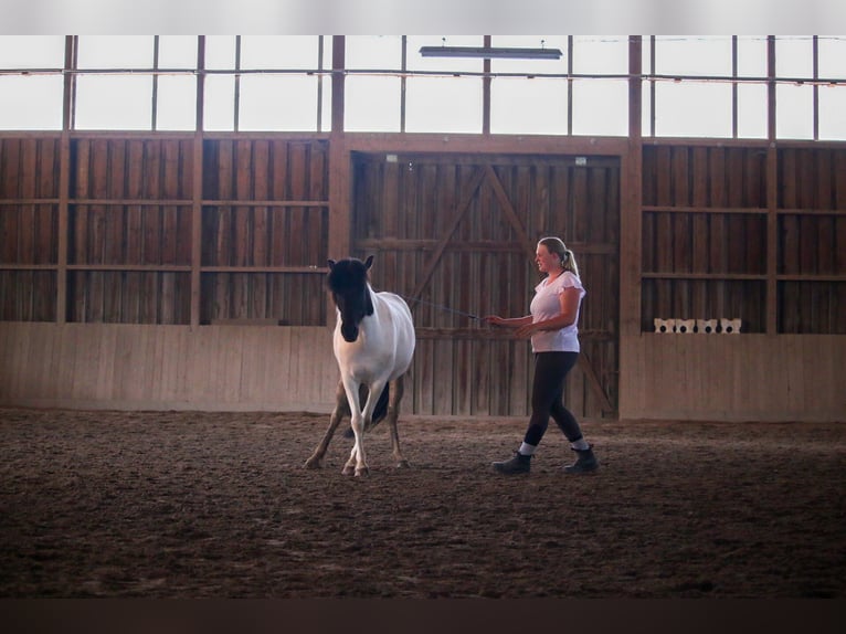 Icelandic Horse Stallion 12 years 13,1 hh Pinto in Oberstenfeld