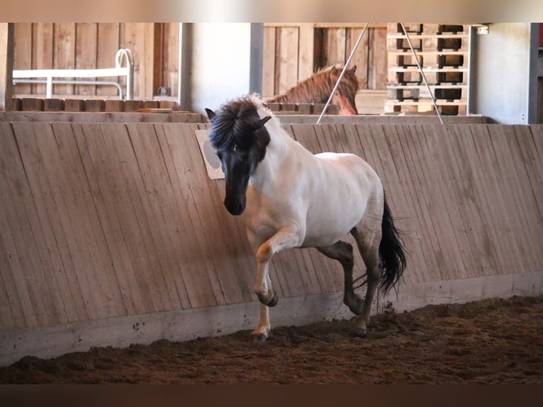 Icelandic Horse Stallion 12 years 13,1 hh Pinto in Oberstenfeld