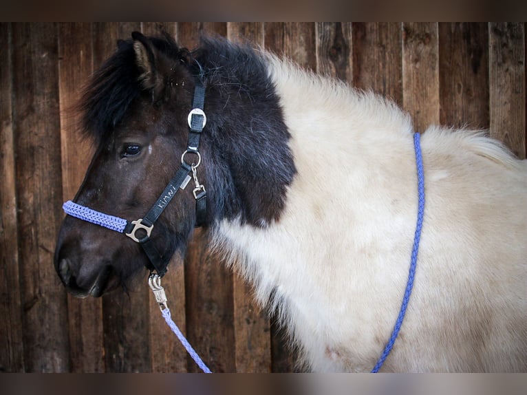 Icelandic Horse Stallion 12 years 13,1 hh Pinto in Oberstenfeld