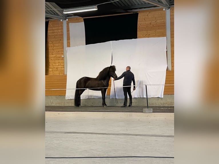 Icelandic Horse Stallion 12 years 13,2 hh Black in N&#xF8;tter&#xF8;y