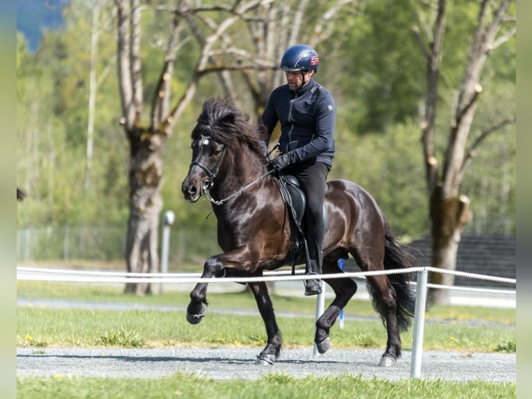 Icelandic Horse Stallion 12 years 13,2 hh Black in N&#xF8;tter&#xF8;y