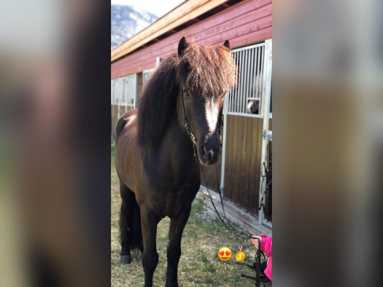 Icelandic Horse Stallion 12 years 13,2 hh Black in N&#xF8;tter&#xF8;y