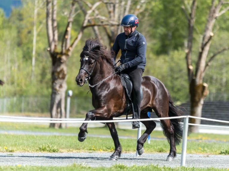 Icelandic Horse Stallion 12 years 13,2 hh Black in N&#xF8;tter&#xF8;y