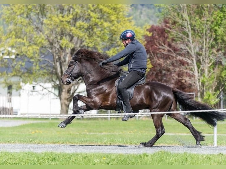 Icelandic Horse Stallion 12 years 13,2 hh Black in N&#xF8;tter&#xF8;y