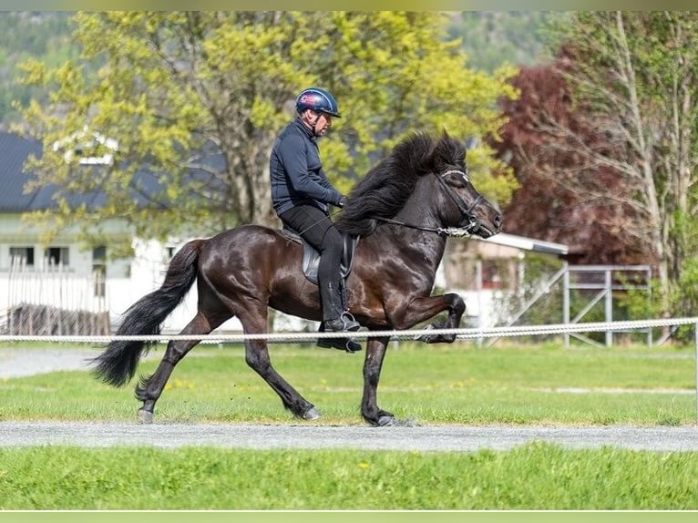 Icelandic Horse Stallion 12 years 13,2 hh Black in N&#xF8;tter&#xF8;y