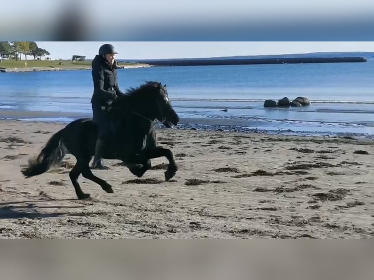 Icelandic Horse Stallion 12 years 13,2 hh Black in N&#xF8;tter&#xF8;y