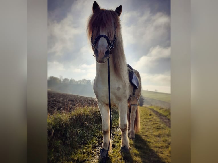 Icelandic Horse Stallion 12 years 13,2 hh Pinto in Sch&#xF6;nenberg-K&#xFC;belberg