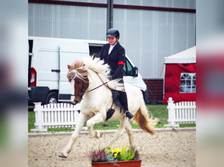 Icelandic Horse Stallion 12 years 13,2 hh Pinto in Sch&#xF6;nenberg-K&#xFC;belberg