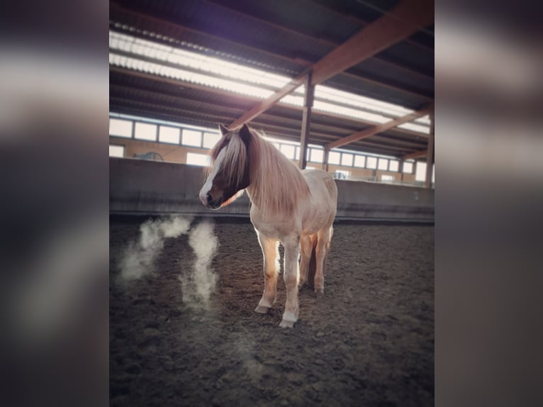 Icelandic Horse Stallion 12 years 13,2 hh Pinto in Sch&#xF6;nenberg-K&#xFC;belberg