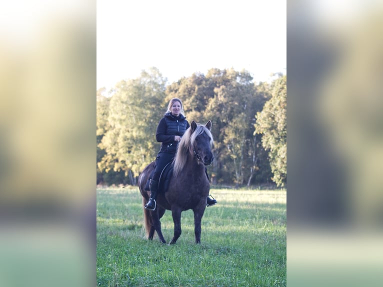 Icelandic Horse Stallion 13 years 13,3 hh in Ribbesbüttel