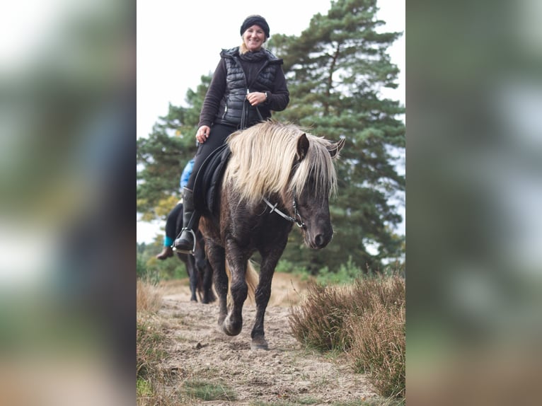 Icelandic Horse Stallion 13 years 13,3 hh in Ribbesbüttel