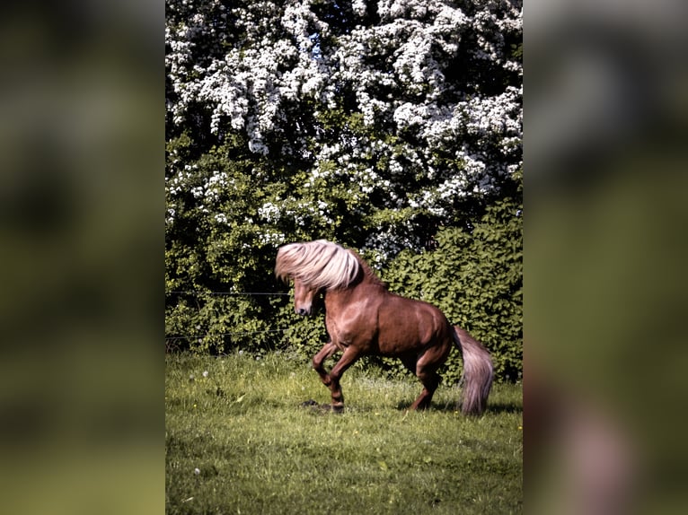 Icelandic Horse Stallion 13 years Chestnut-Red in Stapelfeld
