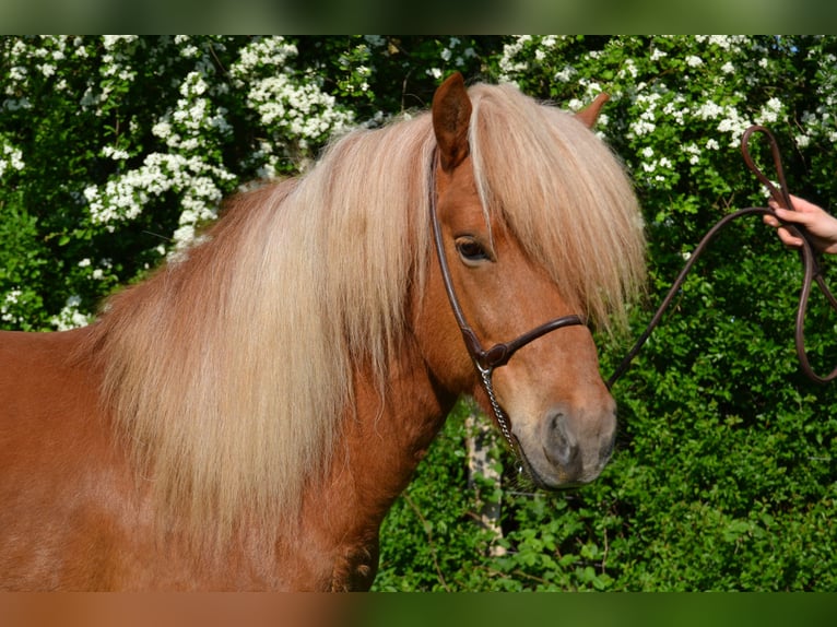 Icelandic Horse Stallion 13 years Chestnut-Red in Stapelfeld