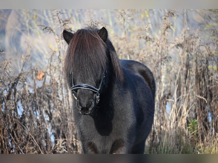 Icelandic Horse Stallion 14 years 13,2 hh Black in Fronreute