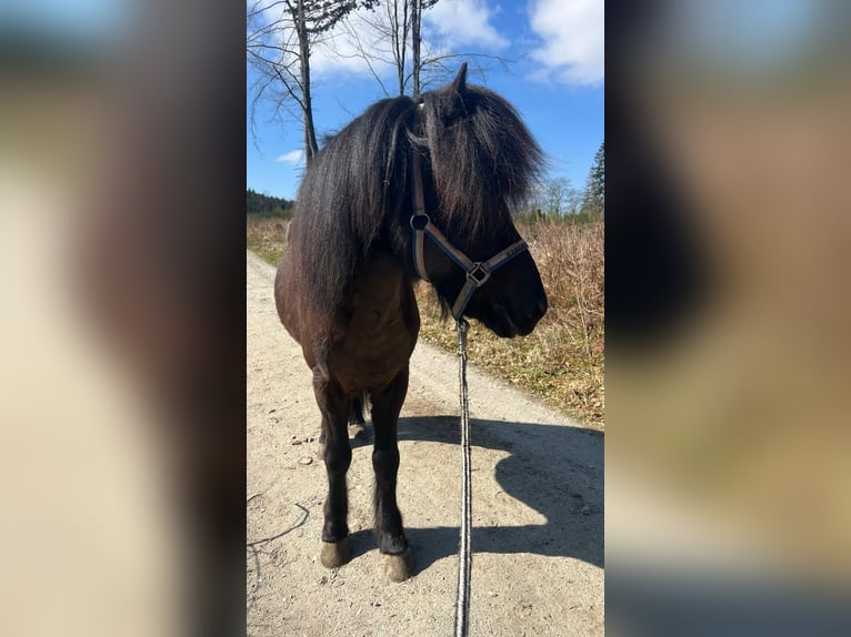 Icelandic Horse Stallion 14 years 14.1 hh Black in Dreieich
