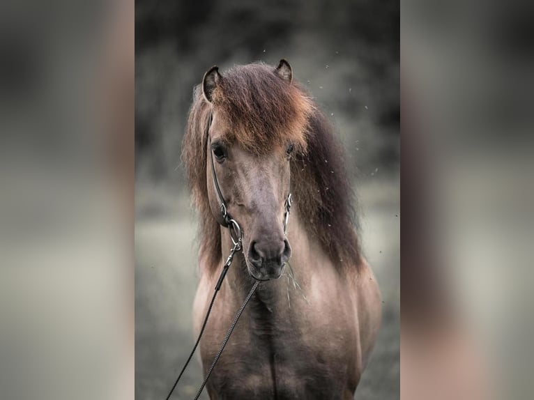 Icelandic Horse Stallion 14 years 14,1 hh Dun in Lochen am See