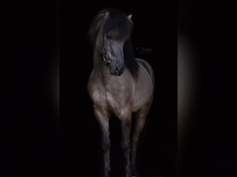 Icelandic Horse Stallion 14 years 14,1 hh Dun in Lochen am See