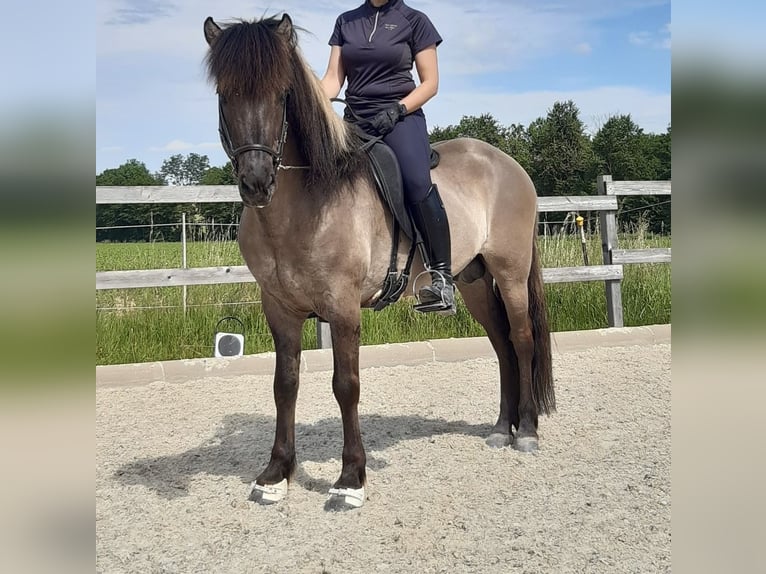 Icelandic Horse Stallion 14 years 14,1 hh Dun in Lochen am See