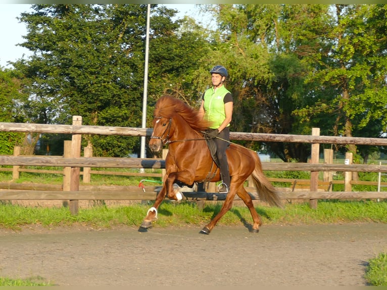 Icelandic Horse Stallion 14 years 14 hh Chestnut-Red in Euskirchen