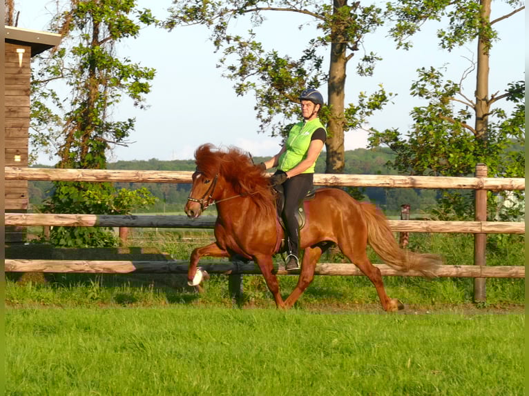Icelandic Horse Stallion 14 years 14 hh Chestnut-Red in Euskirchen