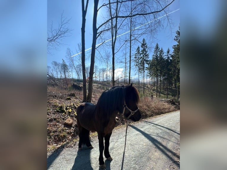 Icelandic Horse Stallion 14 years 14,1 hh Black in Dreieich
