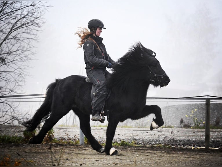 Icelandic Horse Stallion 15 years 13,2 hh Black in Fronreute