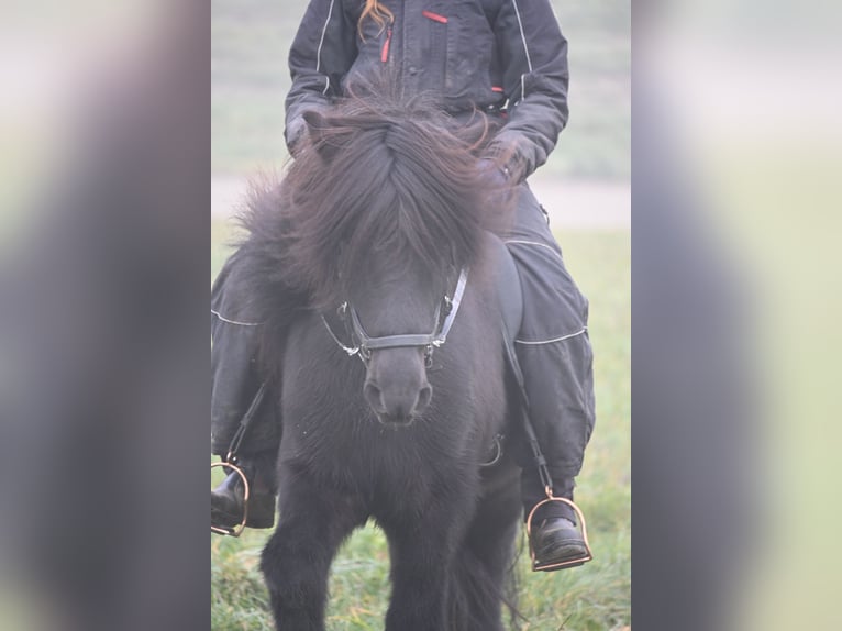 Icelandic Horse Stallion 15 years 13,2 hh Black in Fronreute