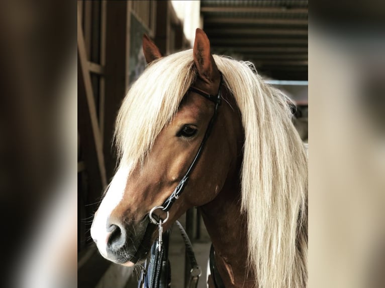 Icelandic Horse Stallion 15 years 14,2 hh Pinto in Zweibrücken