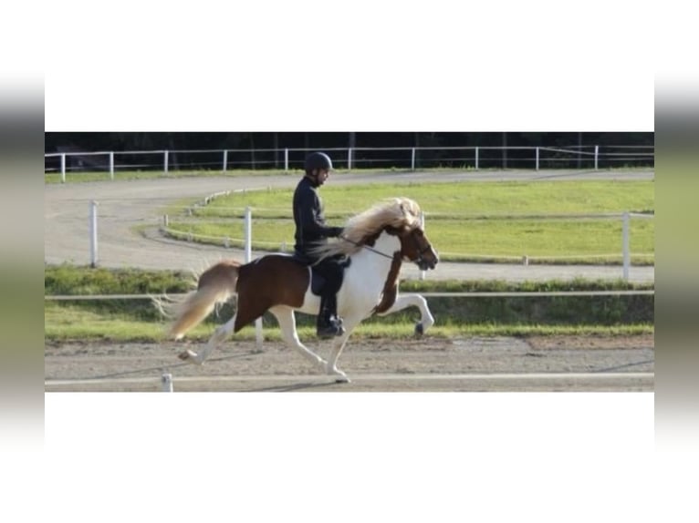 Icelandic Horse Stallion 15 years 14,2 hh Pinto in Zweibrücken