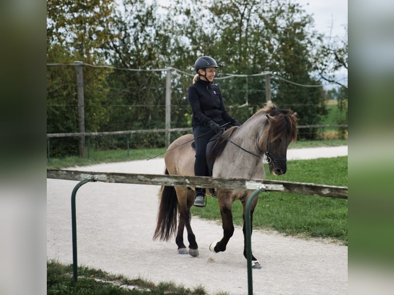 Icelandic Horse Stallion 15 years 14,1 hh Dun in Mariapfarr