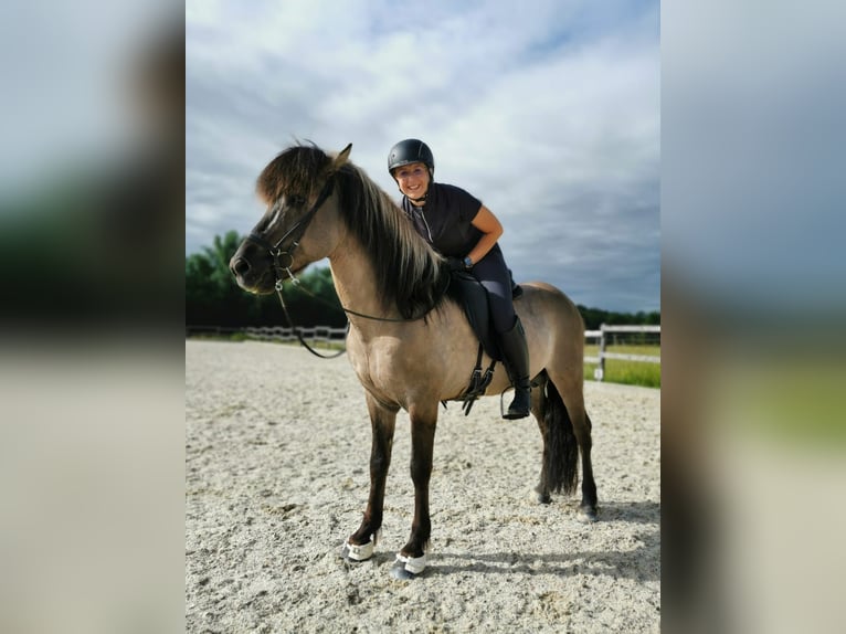 Icelandic Horse Stallion 15 years 14,1 hh Dun in Mariapfarr