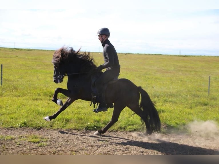 Icelandic Horse Stallion 16 years 14 hh Black in Wals