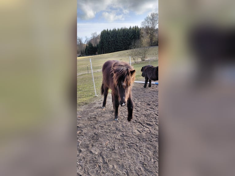 Icelandic Horse Stallion 1 year 11.1 hh Black in Rettenbach