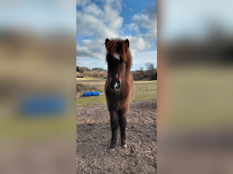 Icelandic Horse Stallion 1 year 11.1 hh Black in Rettenbach