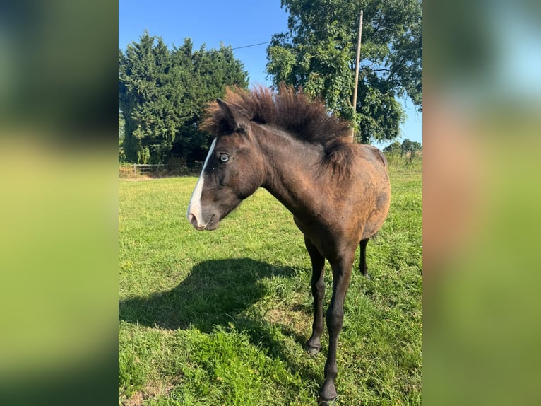 Icelandic Horse Stallion 1 year 11.1 hh Black in VelbertVelbert