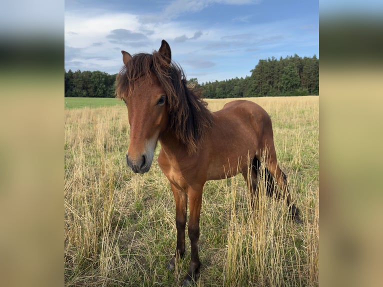 Icelandic Horse Stallion 1 year 11,1 hh Brown in Feldkirchen-Westerham