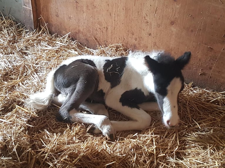 Icelandic Horse Mix Stallion 1 year 12,1 hh Tobiano-all-colors in Osterhofen