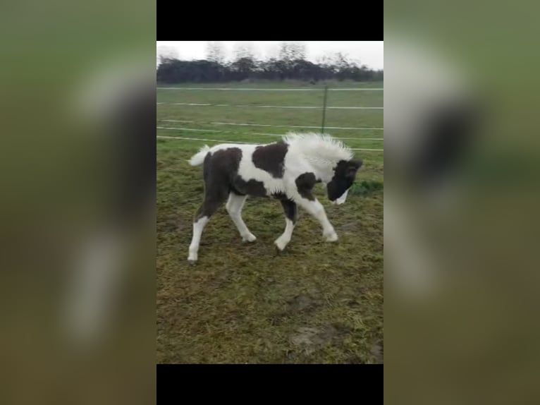 Icelandic Horse Mix Stallion 1 year 12,1 hh Tobiano-all-colors in Osterhofen