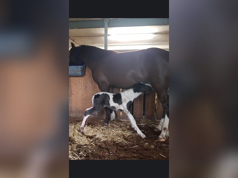 Icelandic Horse Mix Stallion 1 year 12,1 hh Tobiano-all-colors in Osterhofen