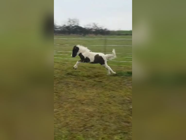 Icelandic Horse Mix Stallion 1 year 12,1 hh Tobiano-all-colors in Osterhofen