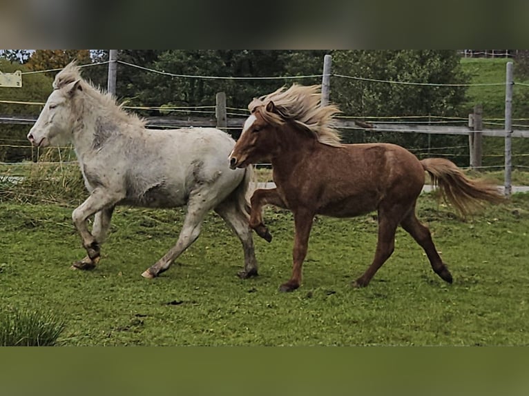 Icelandic Horse Stallion 1 year 12,1 hh Roan-Red in Markt Wald Icelandic Horse Stallion 1 year 12,1 hh Roan-Red in Markt Wald