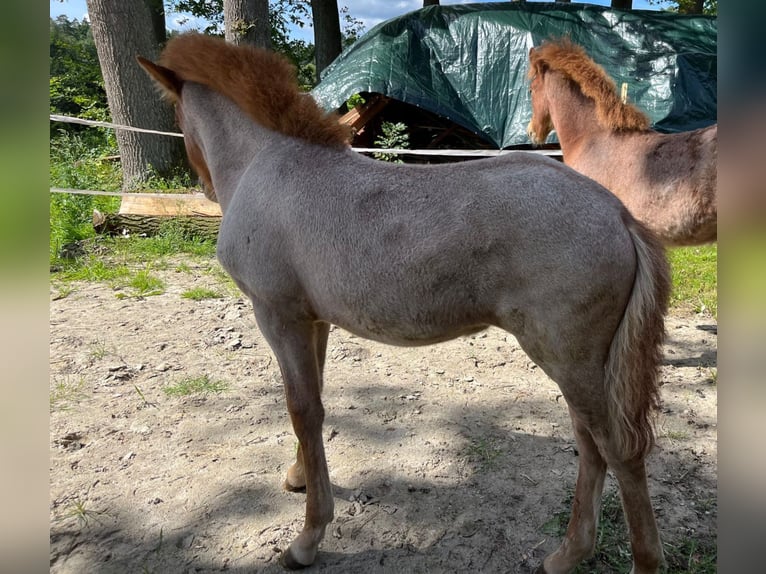 Icelandic Horse Stallion 1 year 13,1 hh Chestnut-Red in Soltau