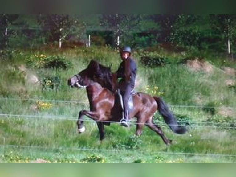 Icelandic Horse Stallion 1 year 13,1 hh Palomino in uddevalla