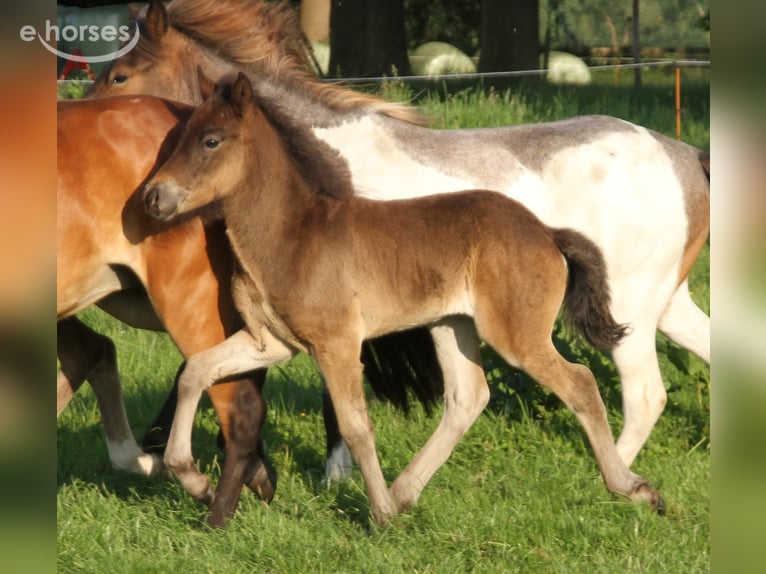 Icelandic Horse Stallion 1 year 13.2 hh Bay-Dark in Winterswijk Kotten