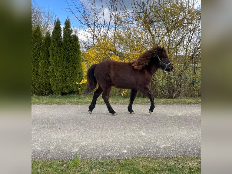 Icelandic Horse Stallion 1 year 13,2 hh Black in Moosbach