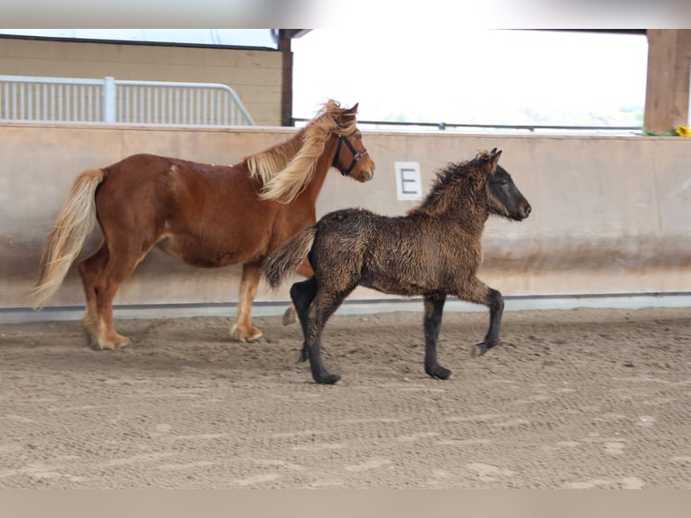 Icelandic Horse Stallion 1 year 13,2 hh Black in Zweibrücken