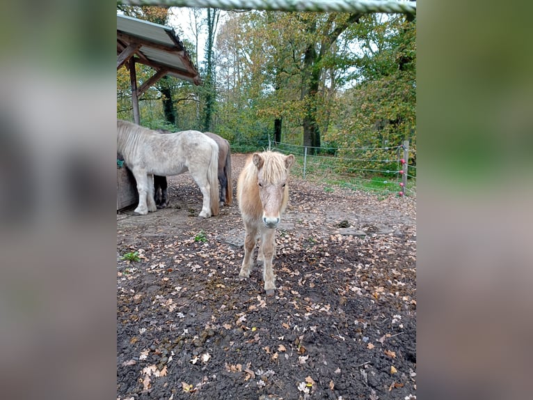 Icelandic Horse Stallion 1 year 13,2 hh Can be white in Kirchlinteln