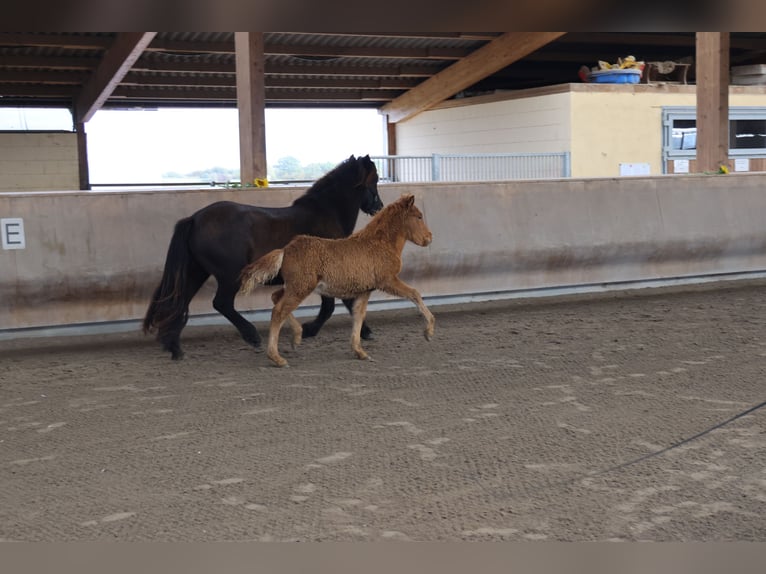 Icelandic Horse Stallion 1 year 13,2 hh Chestnut-Red in Zweibrücken