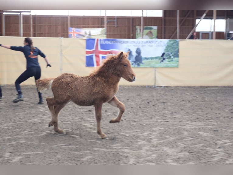 Icelandic Horse Stallion 1 year 13,2 hh Chestnut-Red in Zweibrücken